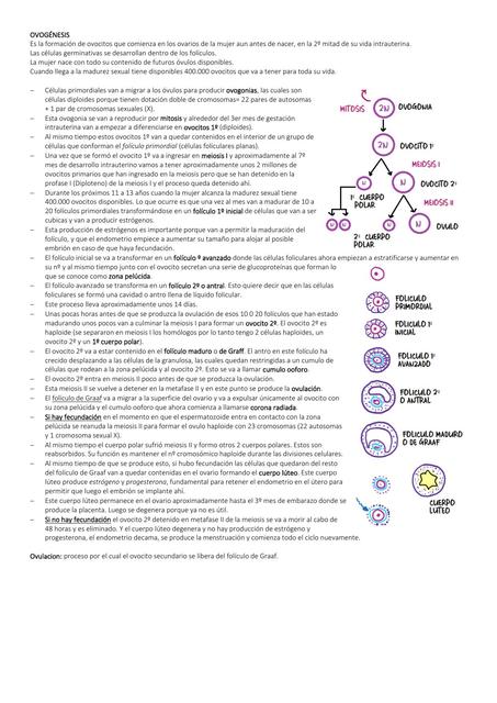 Ovogénesis y Espermatogénesis Ciclo Menstrual