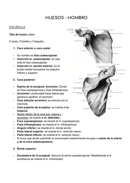 Huesos- Hombro 