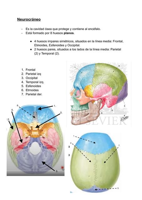 Neurocráneo 