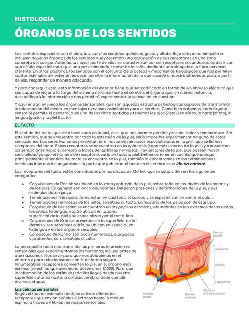 Órganos Animales - Histología