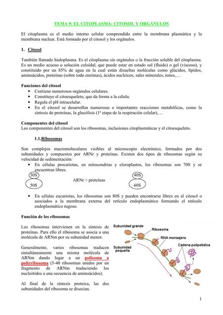 Orgánulos de Histología