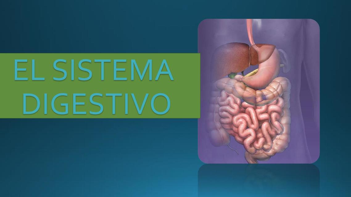 Sistema Digestivo 