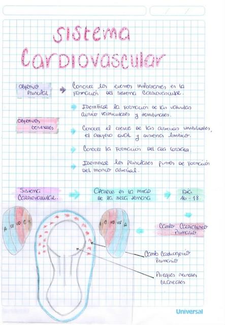 Formación del Sistema Cardiovascular