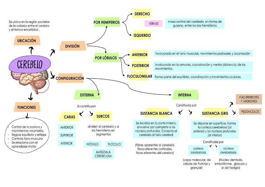 Cerebelo 