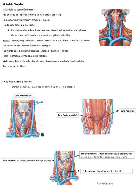 Anatomía De La Glándula Tiroides | Patricia Gamarra | UDocz