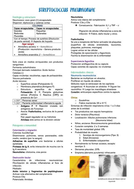 Streptococcus Pneumoniae