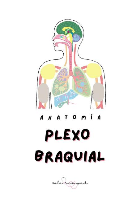 Plexo Braquial