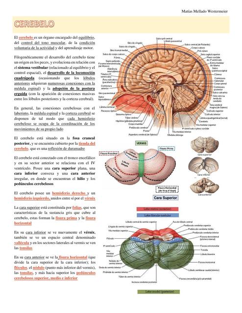 Cerebelo 