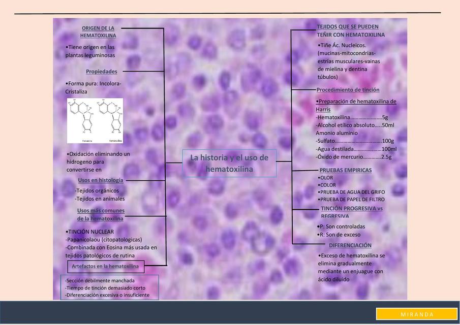 Miranda Hematoxilina