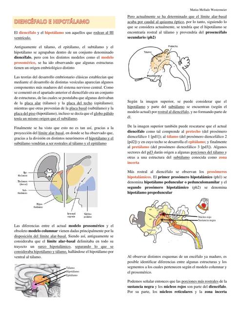 Clase 3 Diencéfalo e Hipotálamo 