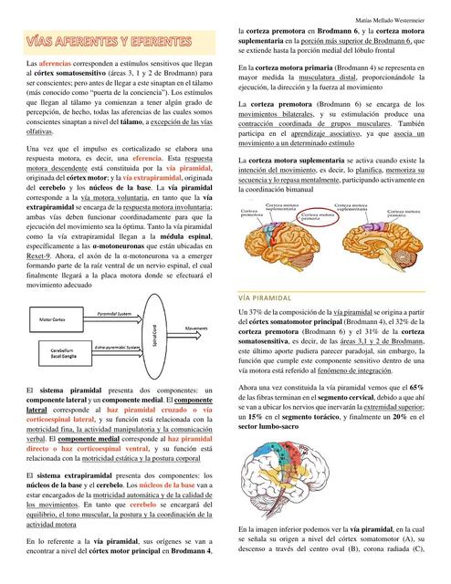 Clase 4 Vías Aferentes y Eferentes