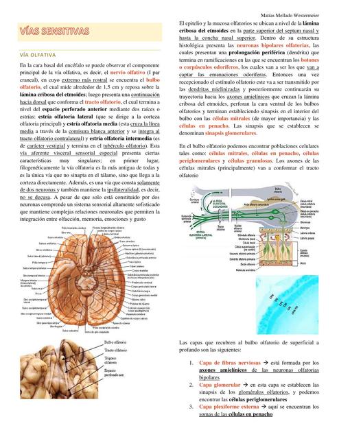 Clase 11 Vías Sensitivas