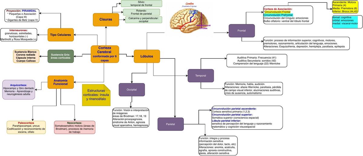 Cerebro 