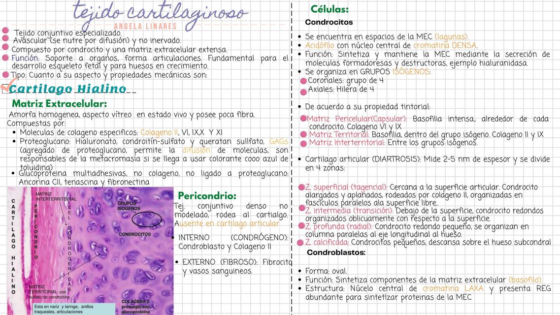 Tejido Cartilaginoso