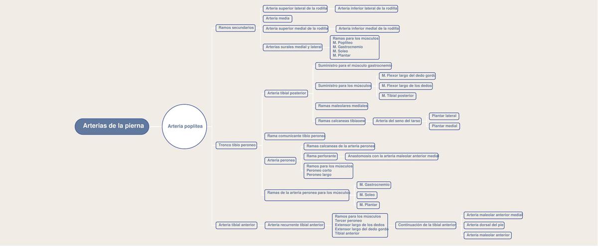 Arterias de la Pierna