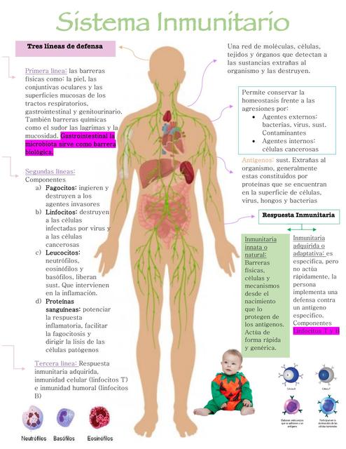 Sistema Inmunitario 