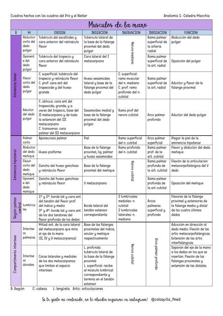 Músculos de la Mano