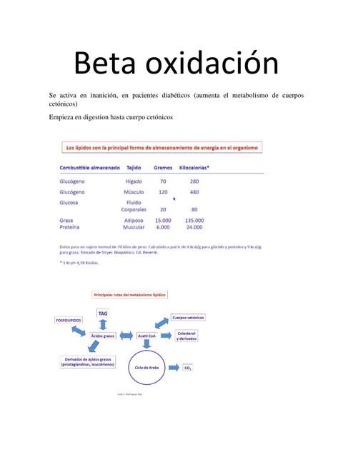 Beta Oxidación