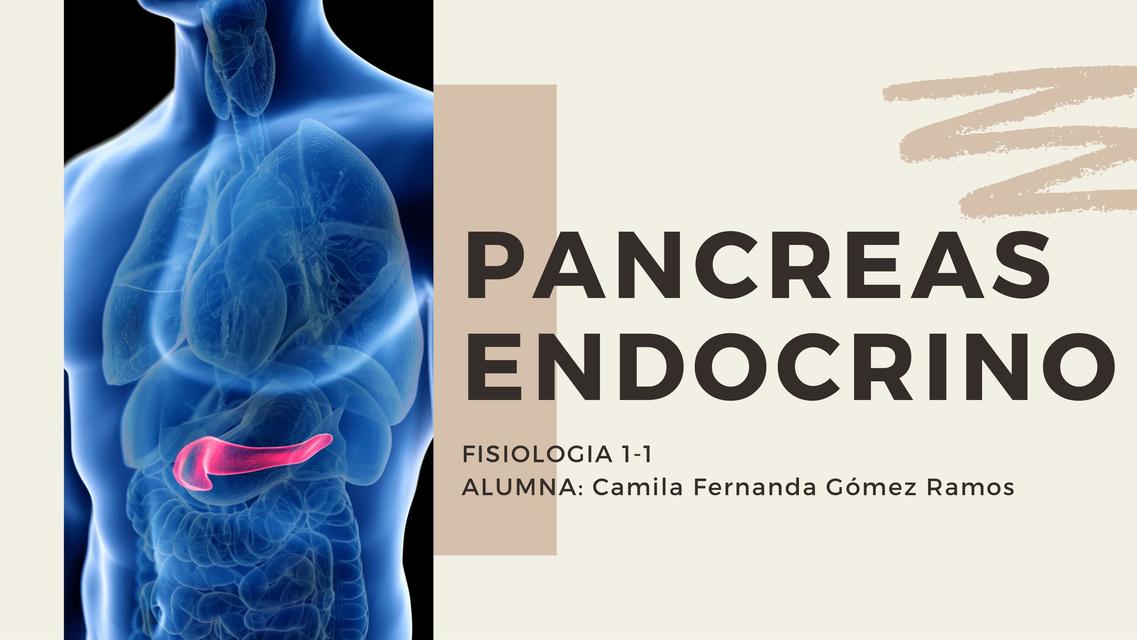 Páncreas Endocrino