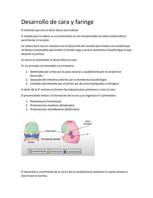 Desarrollo de Cara y Faringe 