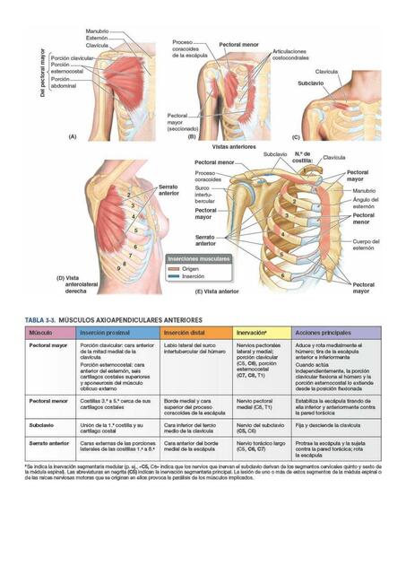 Músculos Miembro Superior 