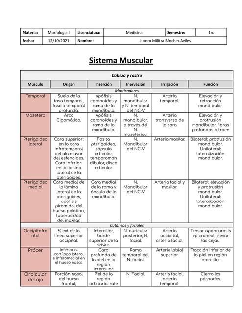 Sistema Muscular 