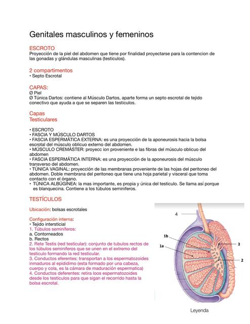 Genitales Masculinos y Femeninos