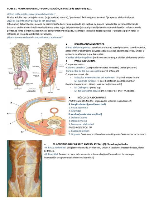 Músculos Abdominales