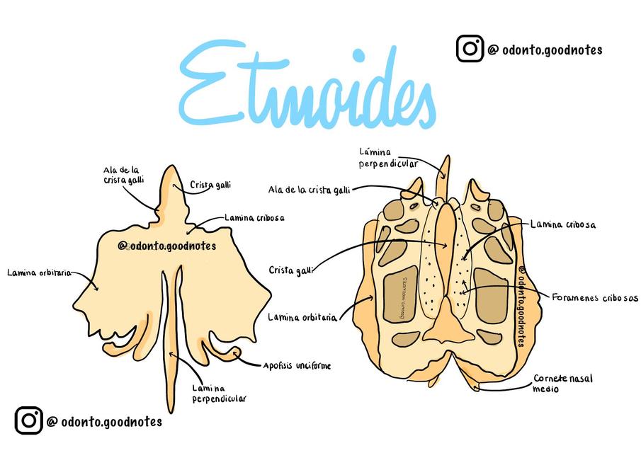 Etmoides