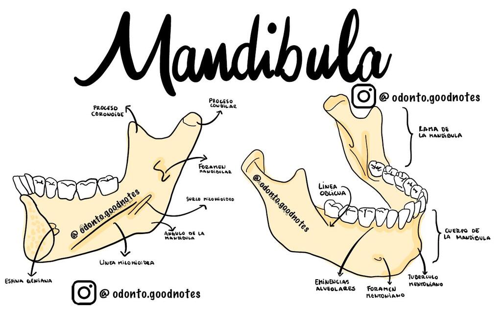 Mandibula