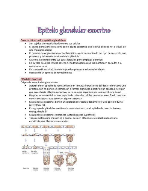 Epitelio Glandular Exocrino