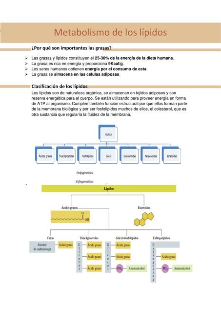 Metabolismo de los Lípidos