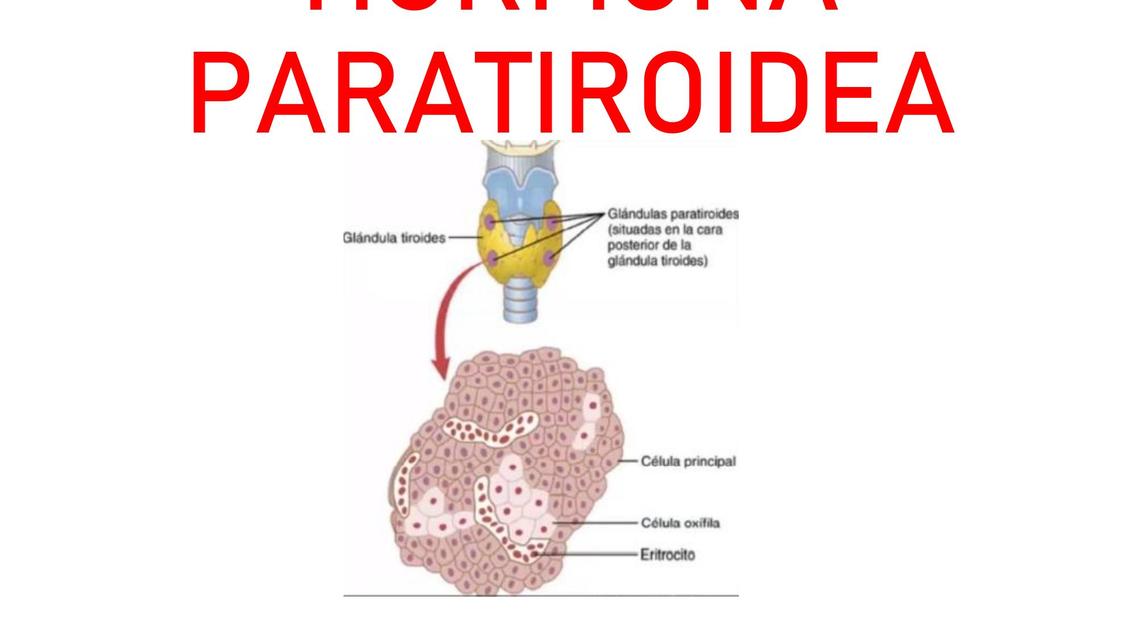 Hormona Paratiroidea