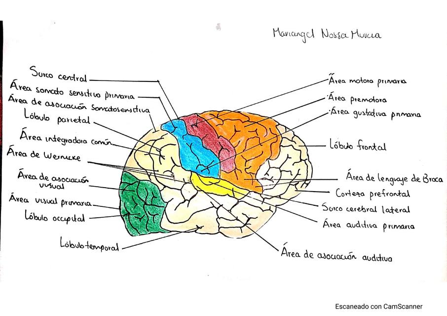 Cerebro