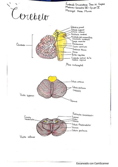 Cerebelo