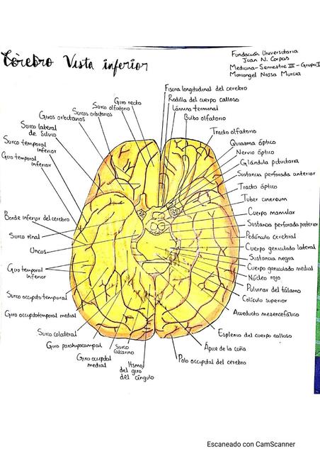 Cerebro