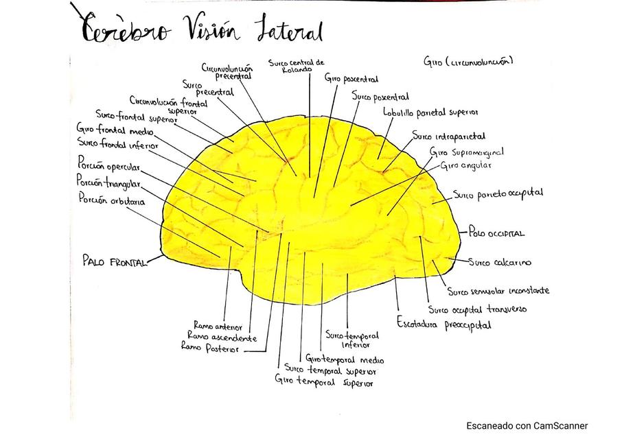 Cerebro Lateral