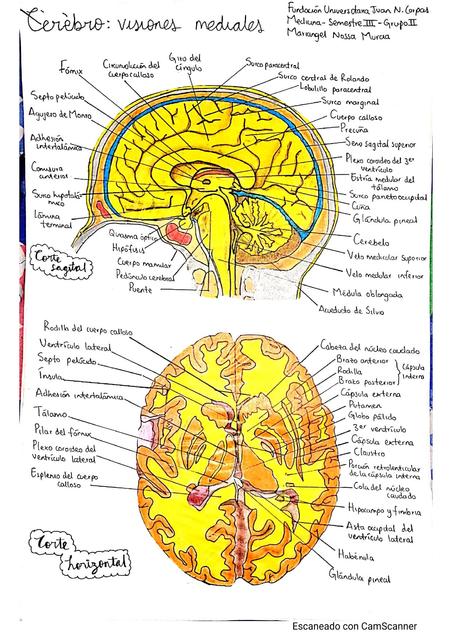 Cerebro Visión Medial