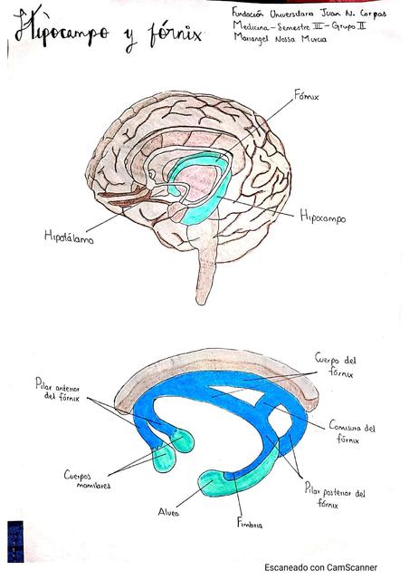 Hipocampo