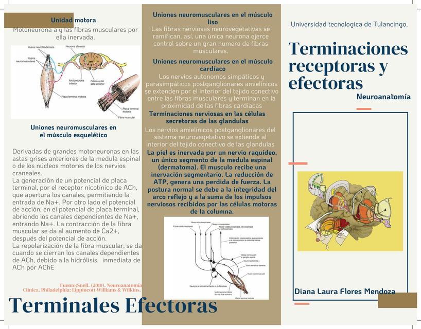 Terminaciones Receptoras y Efectoras