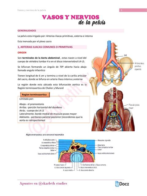 Arterias y Venas Iliacas de la pelvis 