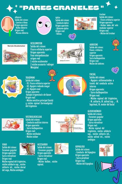 Pares Craneales 