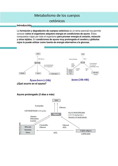 Cuerpos Cetónicos