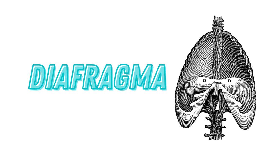 Diafragma 