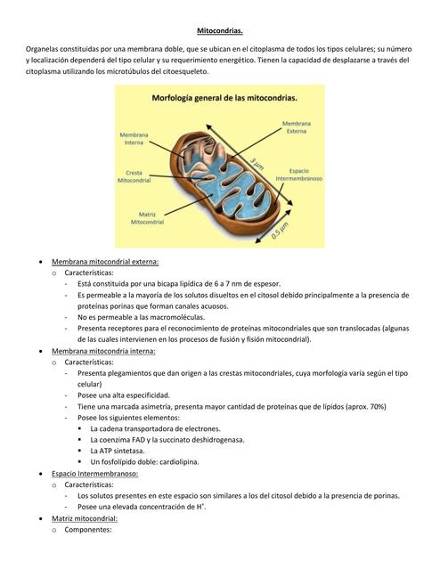 Mitocondrias y Peroxisomas