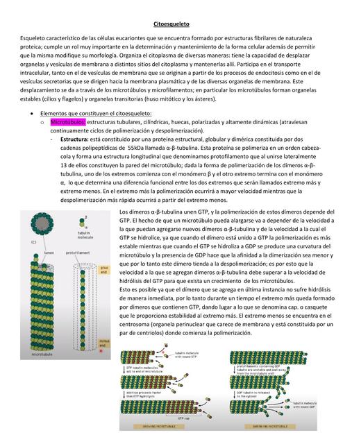 Citoesqueleto