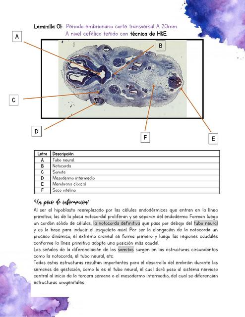 Embriología microscópica 