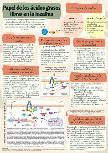 Ácidos grasos libres en insulina