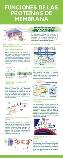 Funciones de las proteínas de membrana