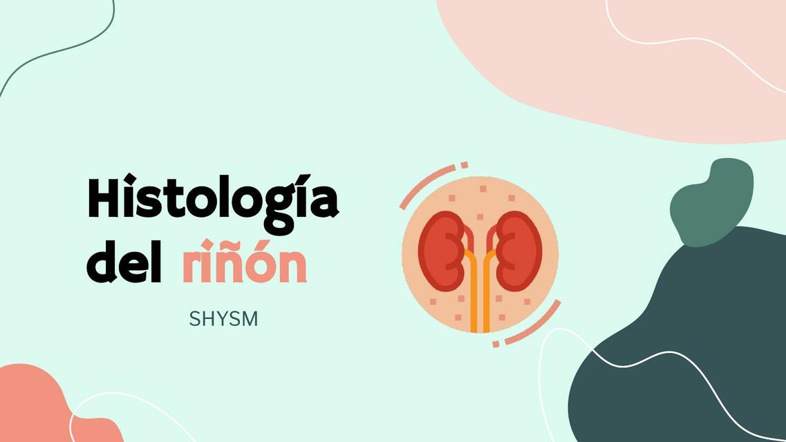 Histología de riñón